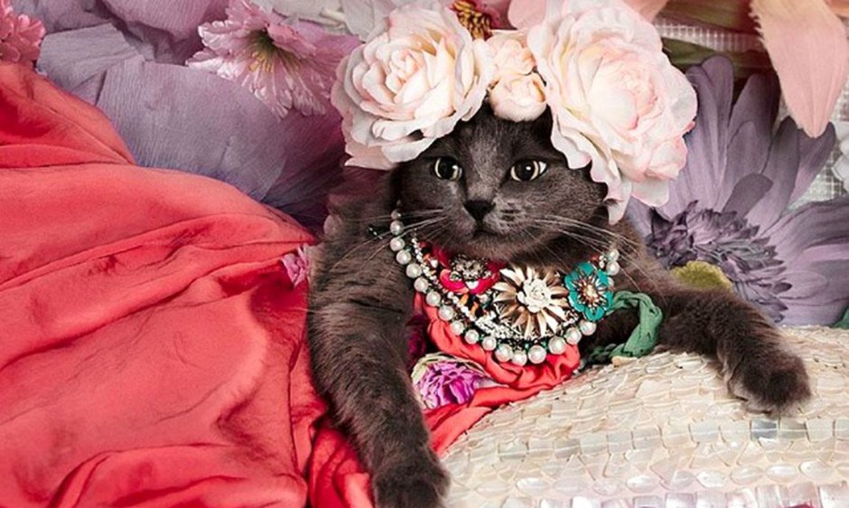 Элегантный кот