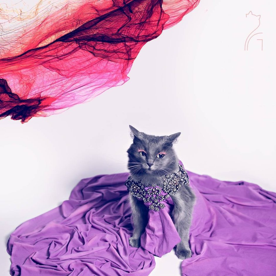 Стильная кошка
