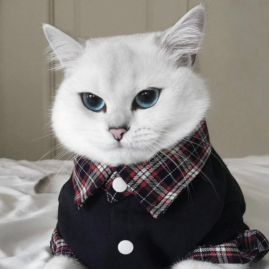 Милые котики в одежде
