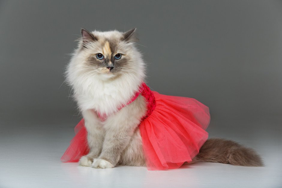 Котенок в Красном платье
