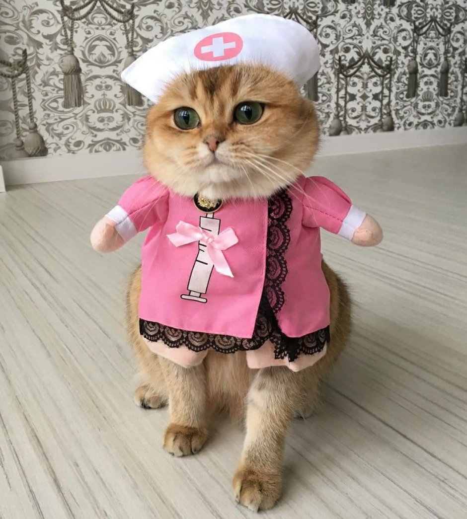 Кошка в юбке