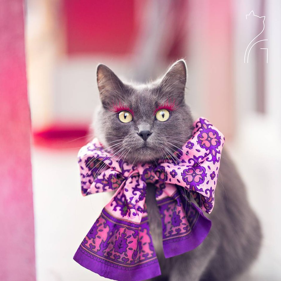 Модная кошка