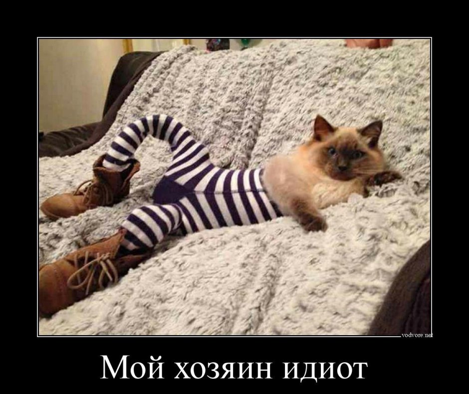 Кот в штанах
