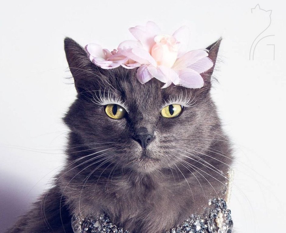 Элегантная кошка