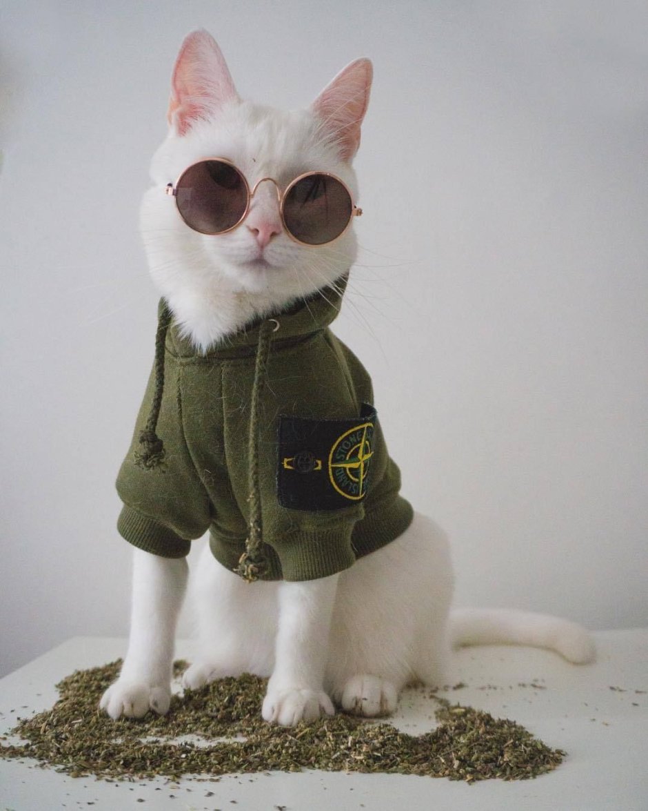 Крутые коты