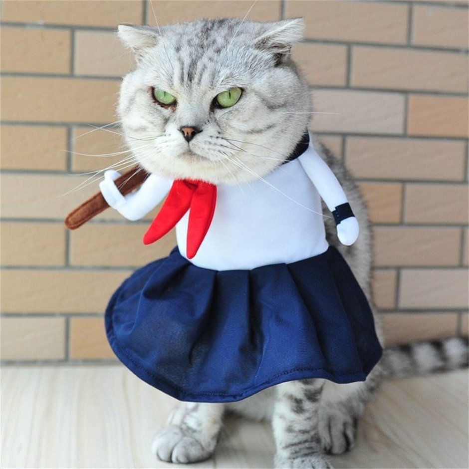 Смешные костюмы для кошек
