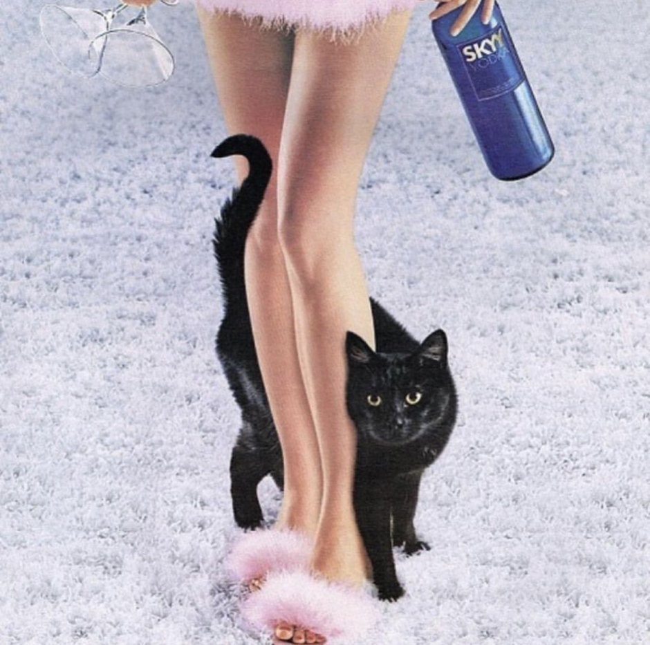Кот на ногах у девушки