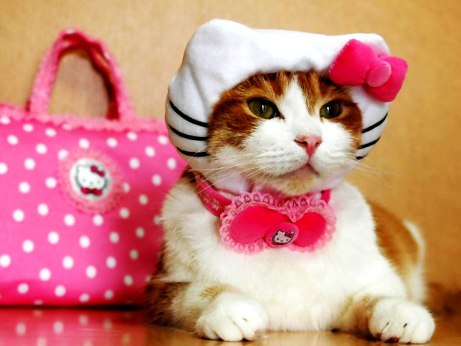Кошка с бантиком