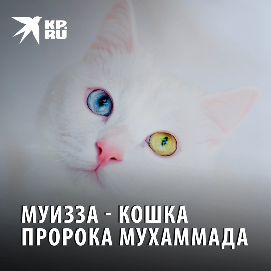 Кошка пророка Мухаммада