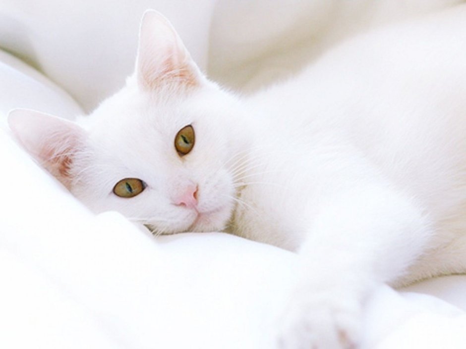 Кошка белая