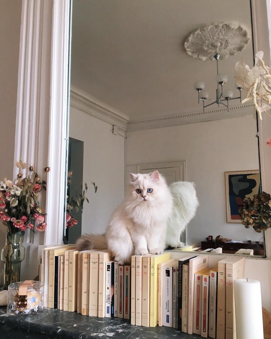 Котята Эстетика
