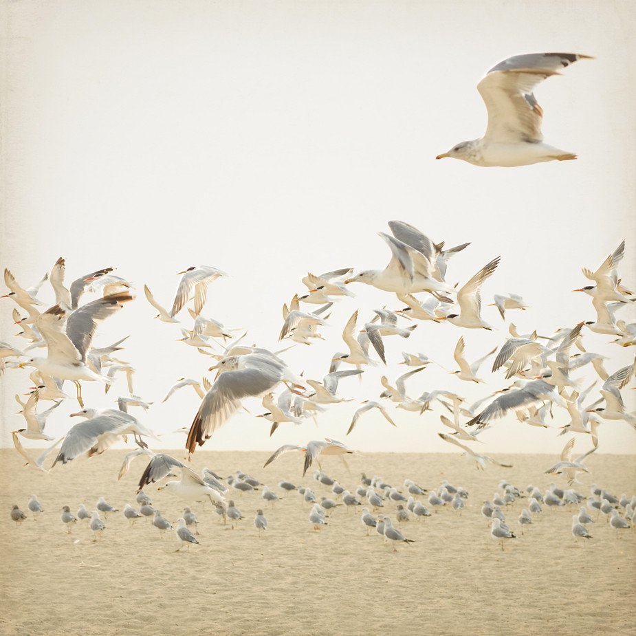 Бежевые светлые птицы в природе