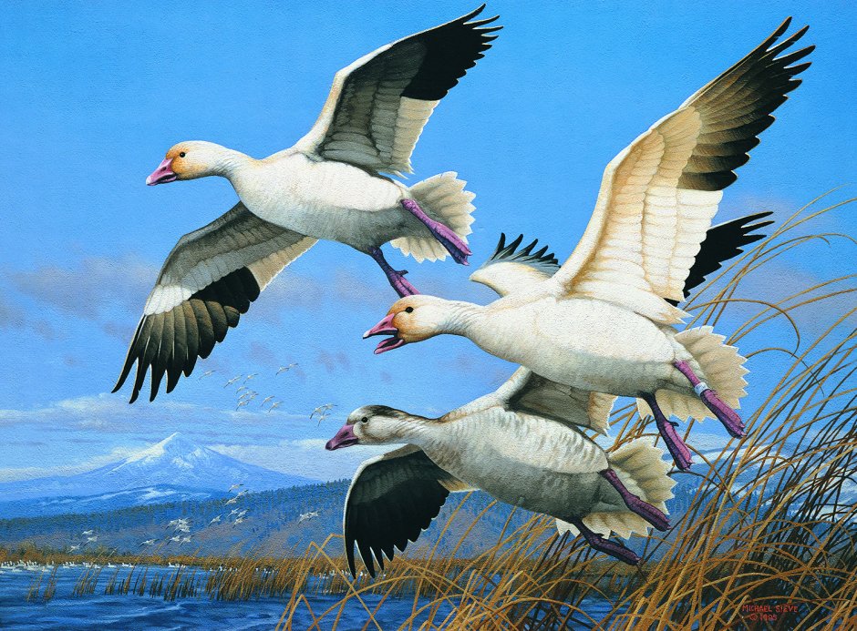 Белый Тундровый Гусь