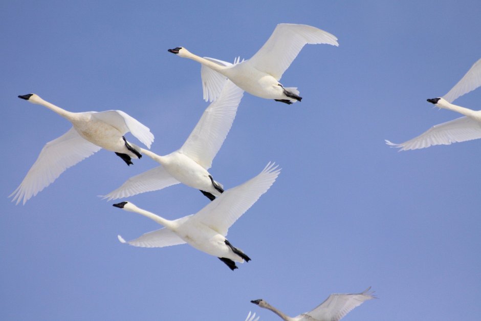 Перелет лебедей