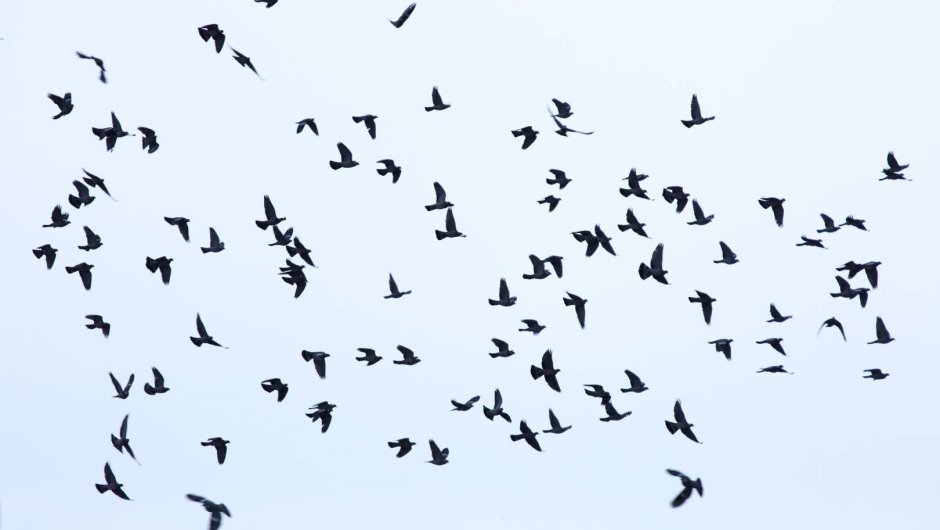 Стая птиц в небе