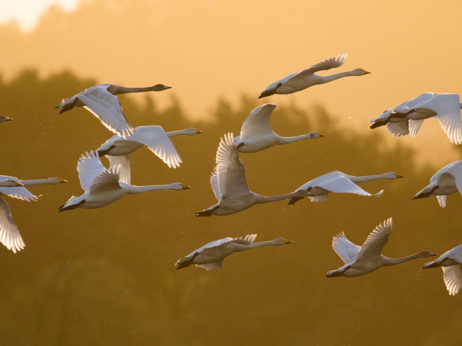 Стая лебедей