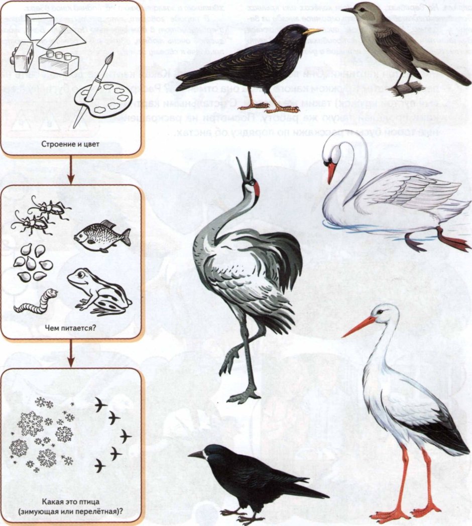 Арбекова перелетные птицы