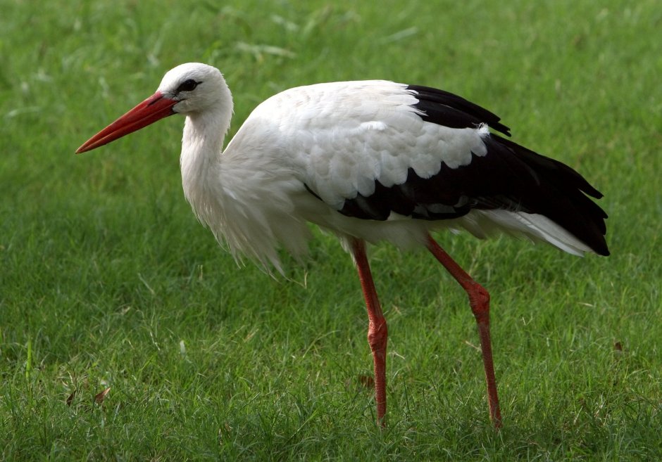 Утка Аист окунь Иволга