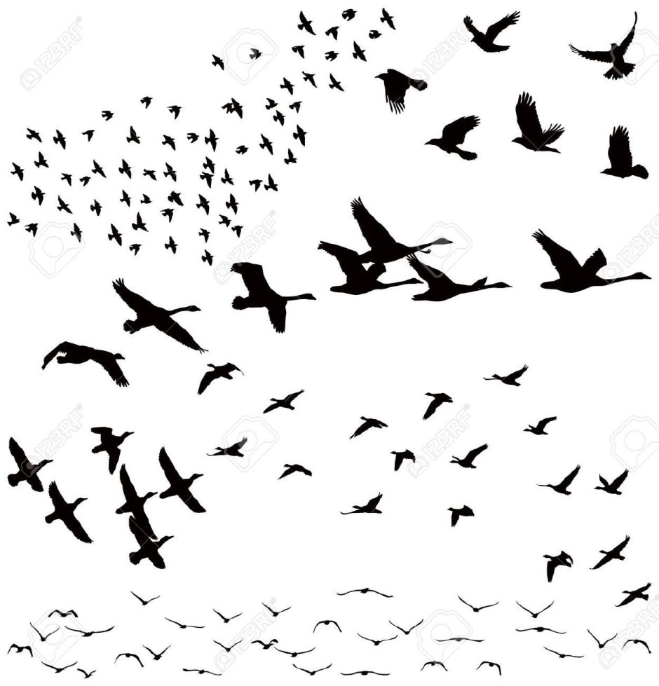 Лебедь кликун стая