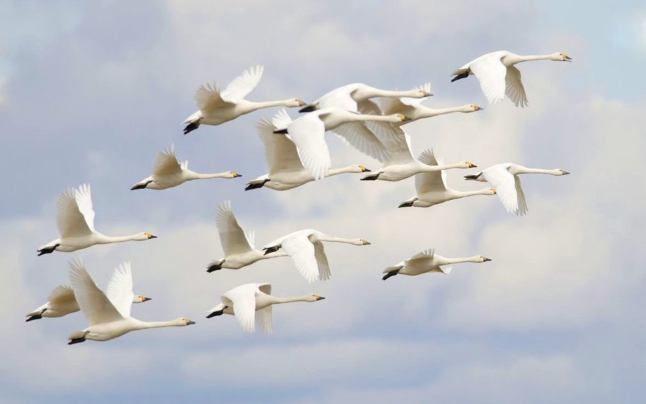 Перелет лебедей