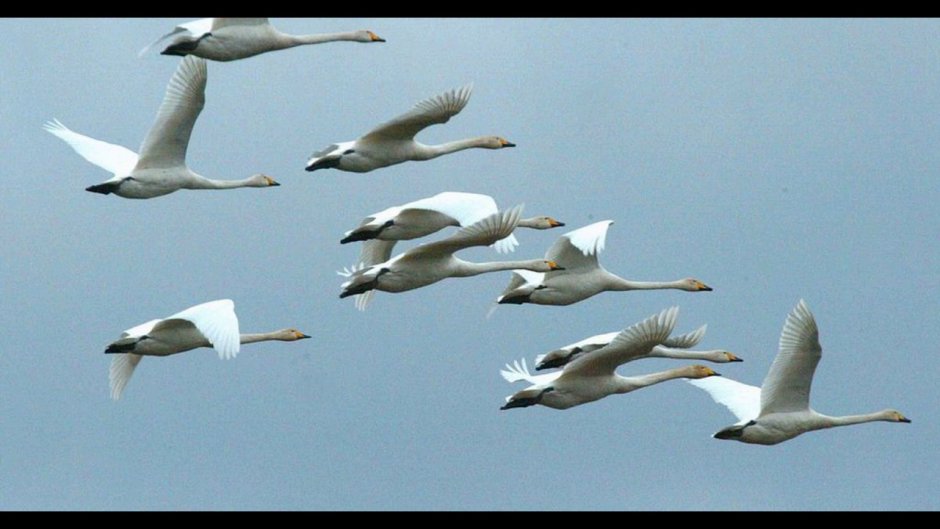 Перелетающие птицы