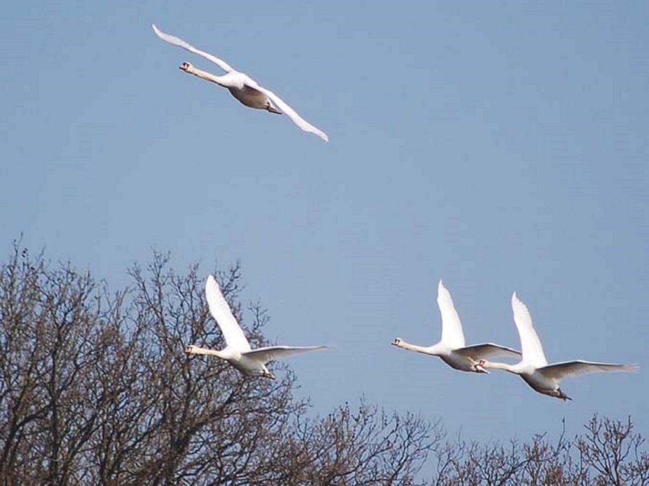 Весна птицы прилетели