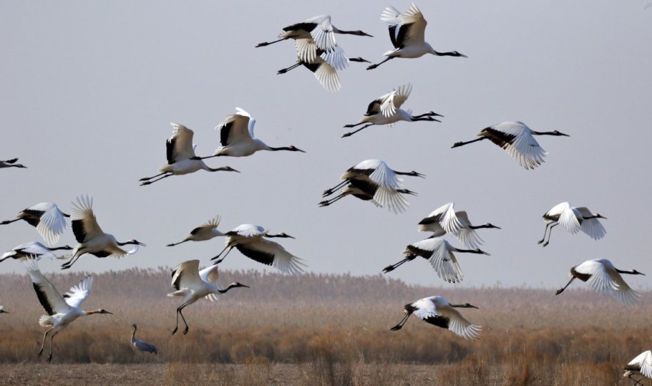 Журавль Перелетная птица