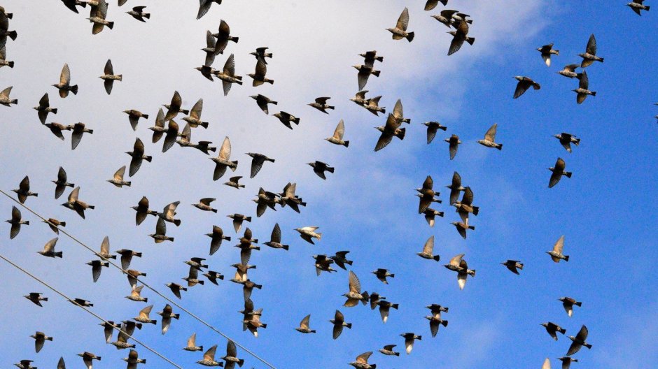 Дидактический материал перелетные птицы