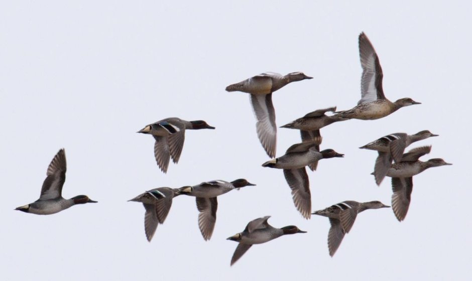 Стая перелетных птиц