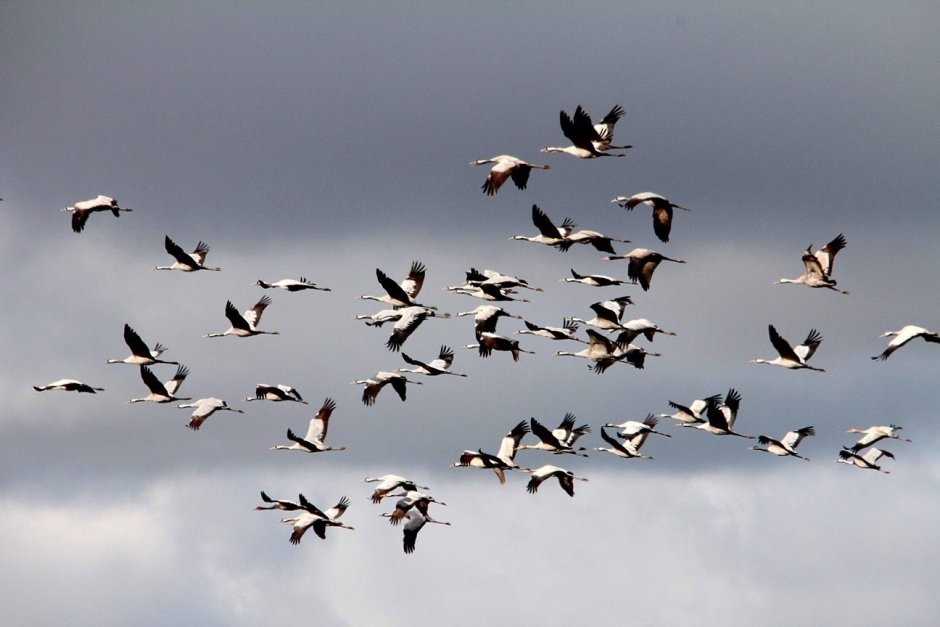 Цапля для детей