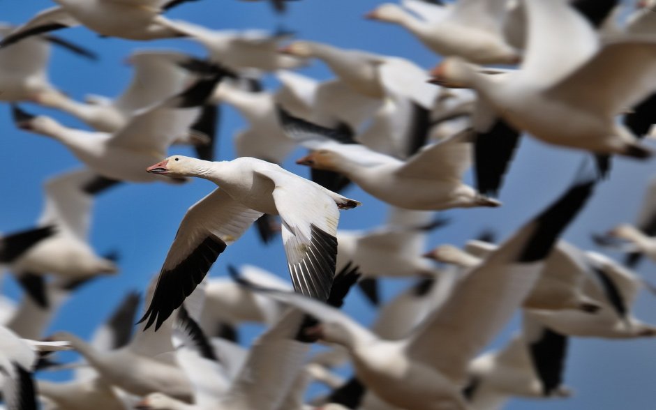 Стая гусей фото