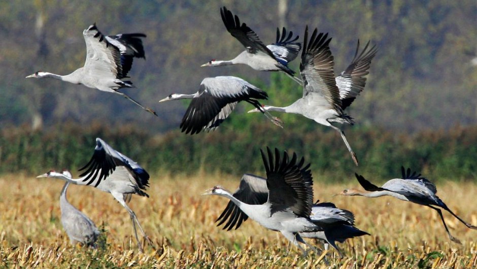 Перелетные птицы утки Клин