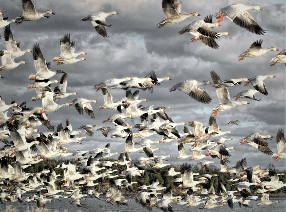 Лебеди в небе