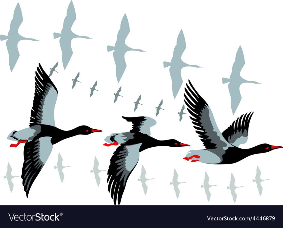 Перелет птиц