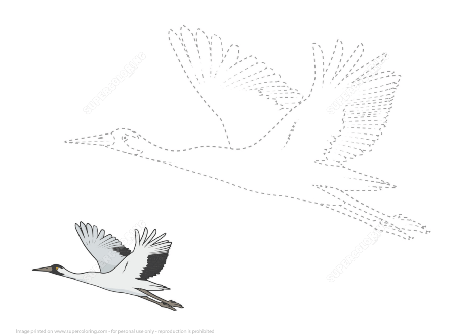 Обводка для детей перелетные птицы