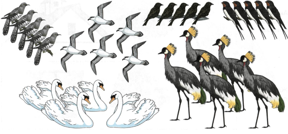 Чайки перелетные птицы