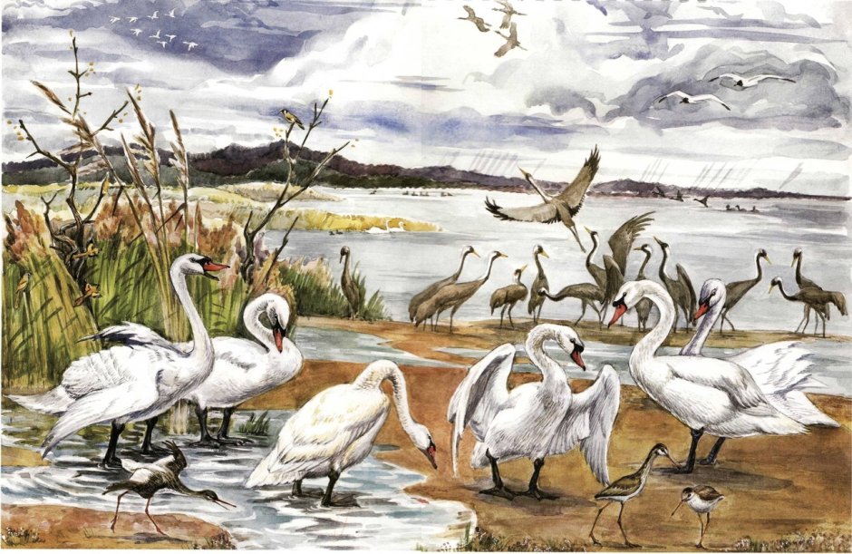 Отлет птиц Нищева