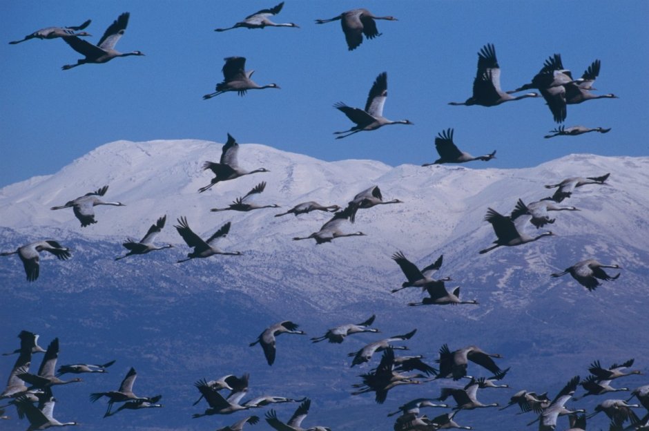 Перелётные птицы перелётные птицы