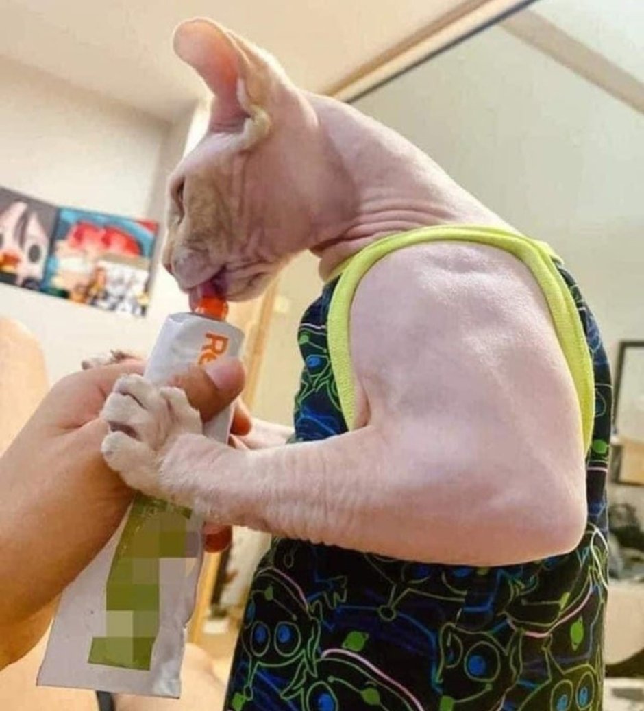 Сильный кот