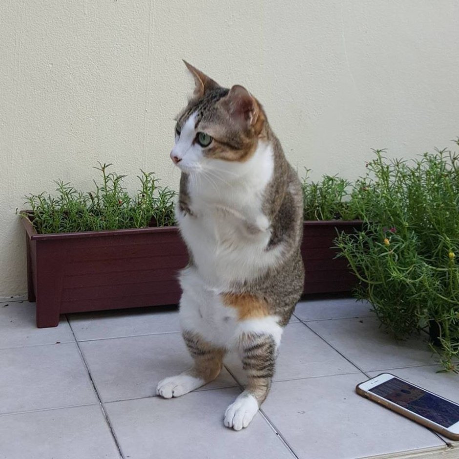 Накаченный котенок