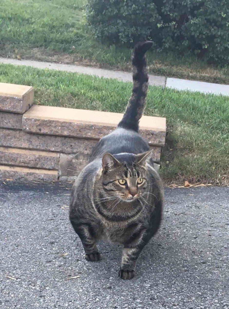 Кот качок