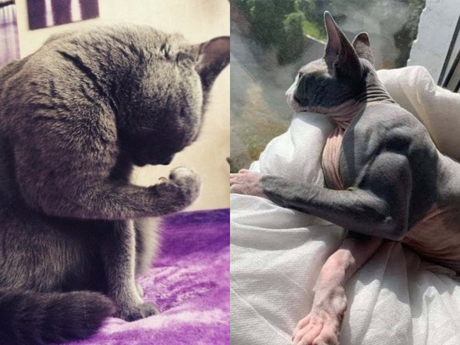 Мускулистые коты