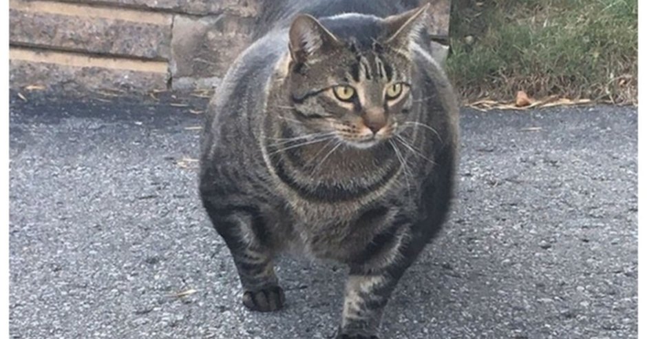 Мощный кот