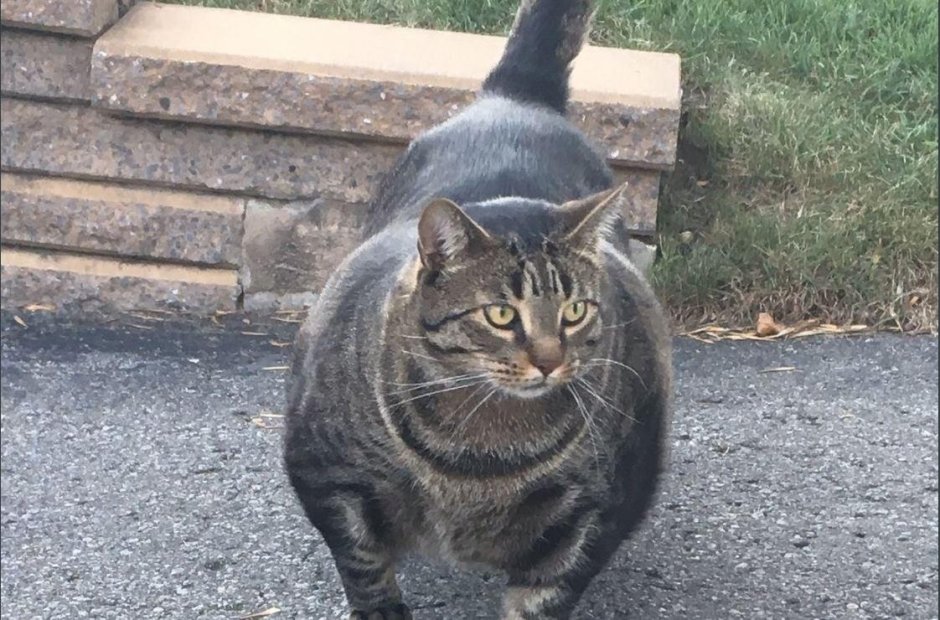 Кот качок