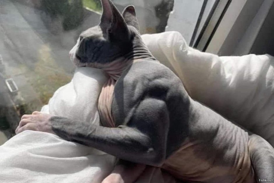Кот бодибилдер