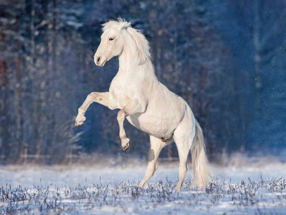 Снежная лошадь
