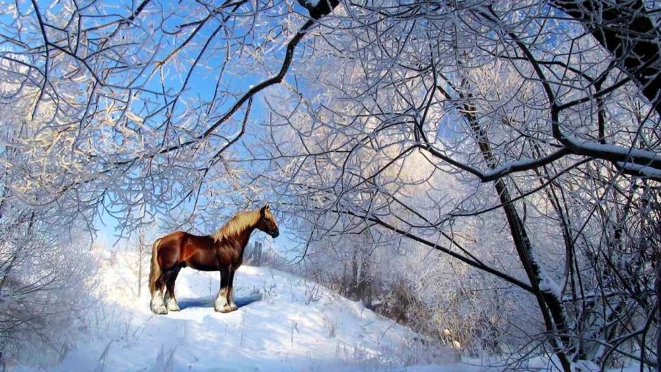 Лошади зимой красивые