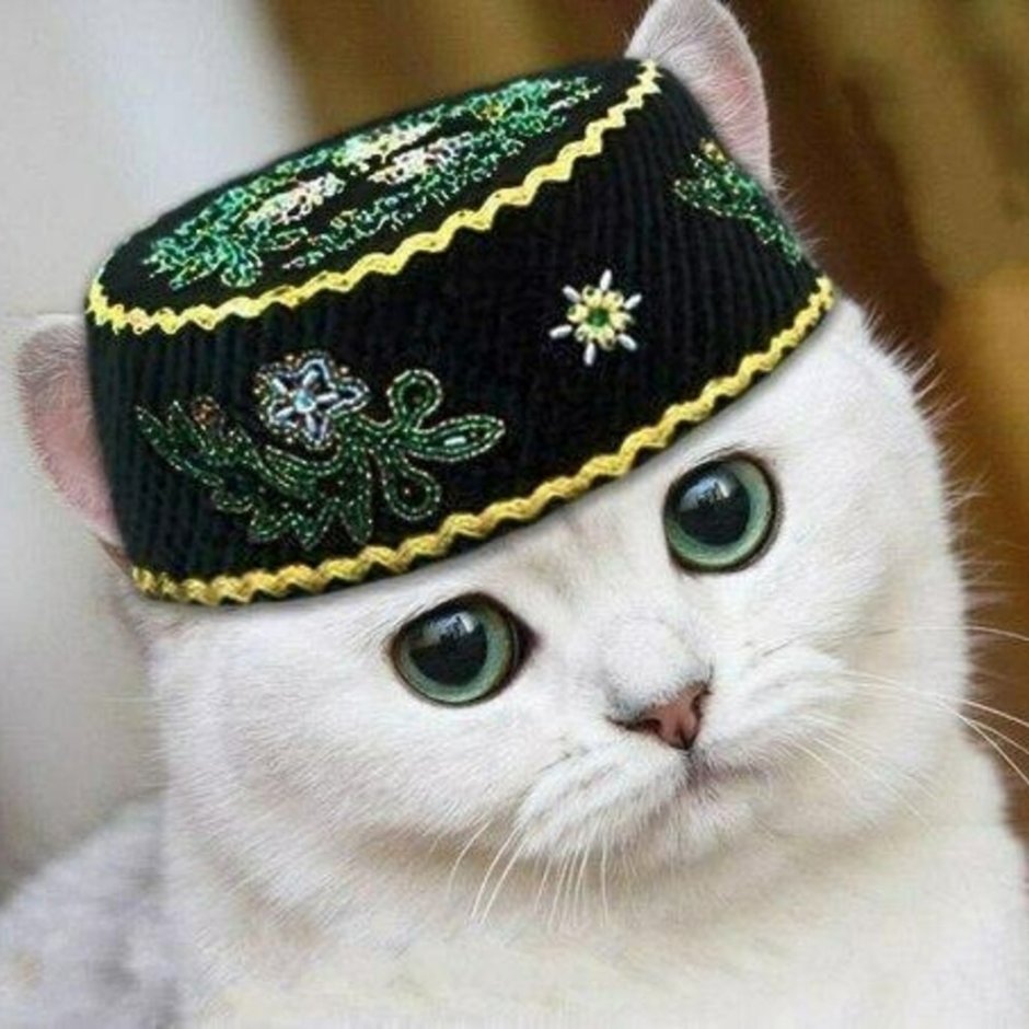 Котик в тюбетейке