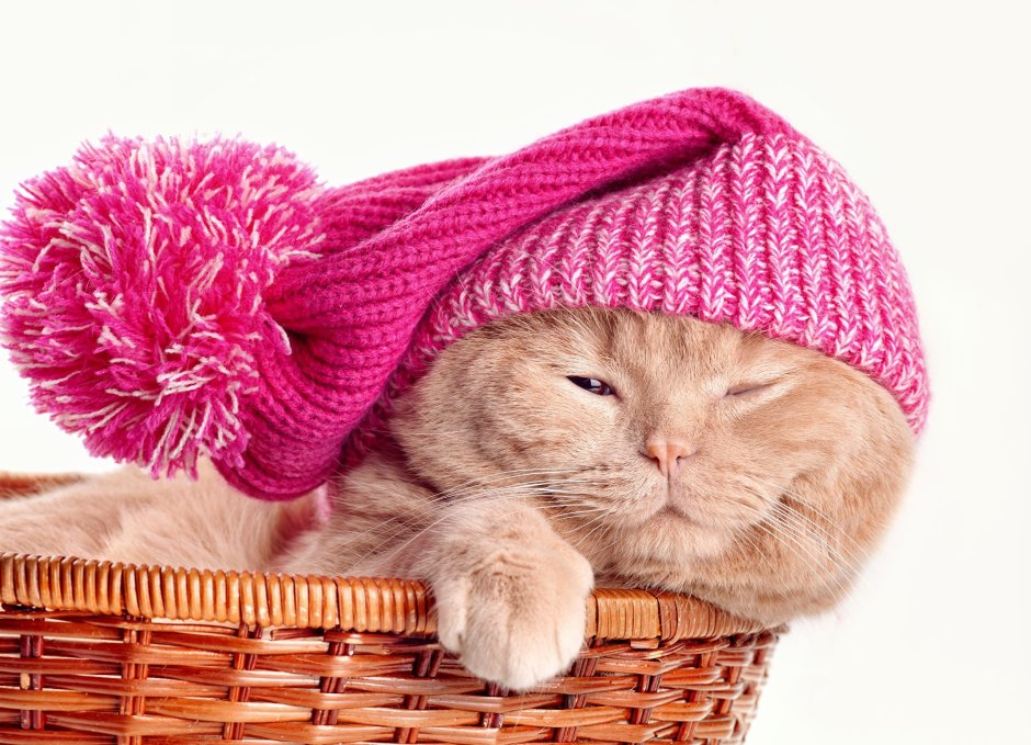 Милые котики в шапочках