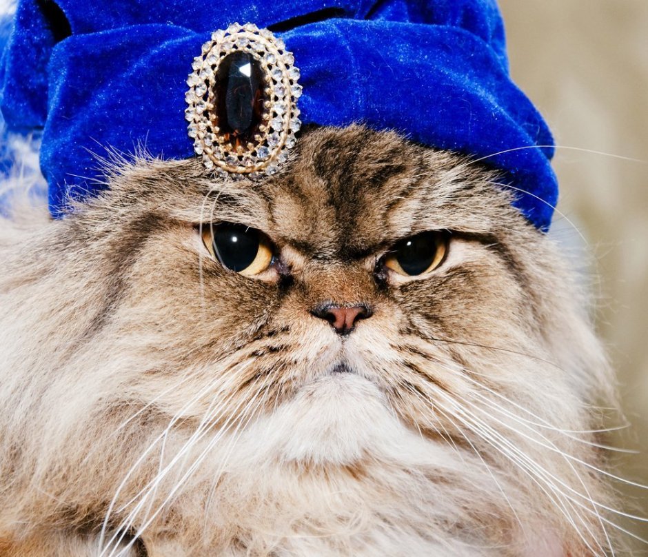 Персидский кот в шапке